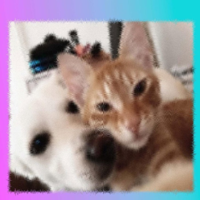 Choses pr&eacute;f&eacute;r&eacute;es de Juliette et Maia